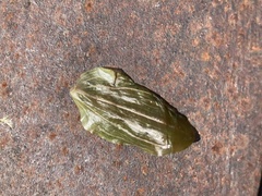 Potamogeton perfoliatus