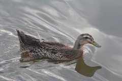 Anas platyrhynchos domesticus