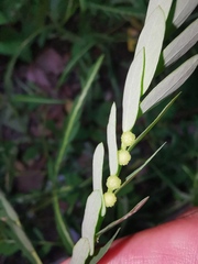 Phyllanthus urinaria