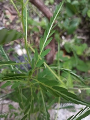 Phyllanthus urinaria