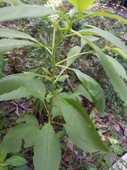 Phytolacca americana