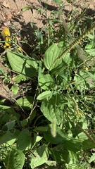 Plantago major