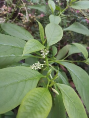 Phytolacca americana