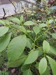 Phytolacca americana