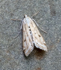 Parapoynx allionealis