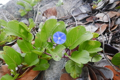 Jacquemontia pentanthos