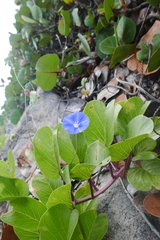 Jacquemontia pentanthos