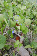 Jacquemontia pentanthos