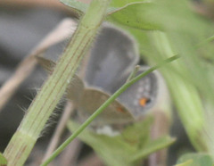 Euchrysops malathana