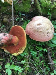Rubroboletus