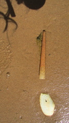 Pectinaria