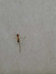 Camponotus maculatus