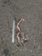 Masticophis flagellum