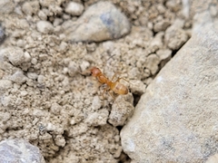 Forelius pruinosus