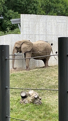 Elephantidae