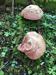 Rubroboletus