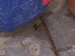 Apis mellifera
