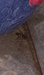 Apis mellifera