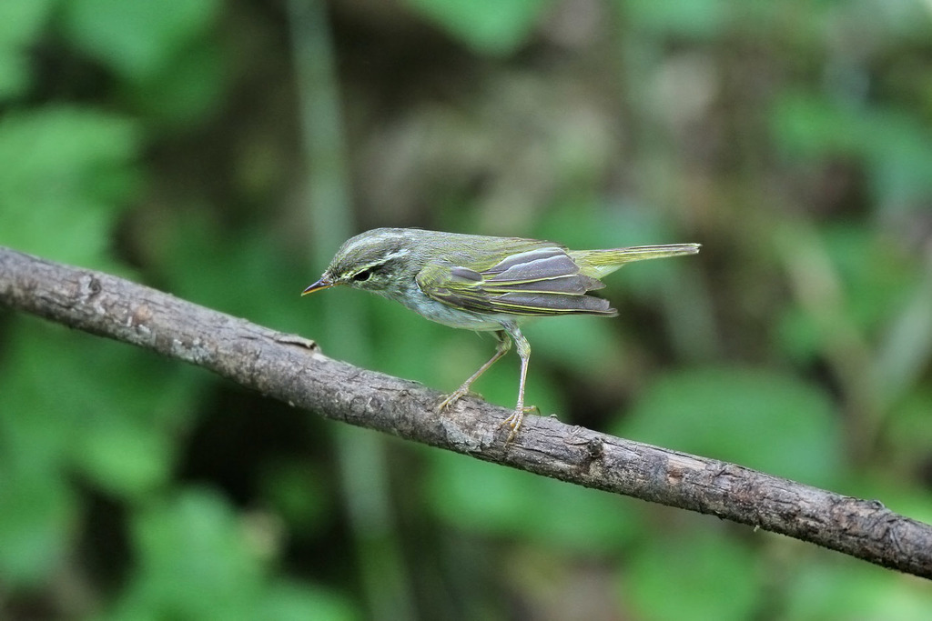 Eastern Crowned Warbler