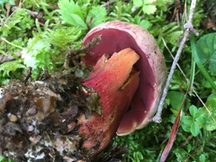 Rubroboletus