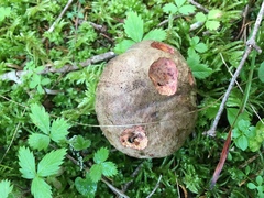 Rubroboletus