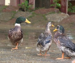 Anas platyrhynchos domesticus