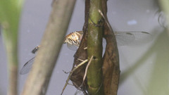 Diplacodes lefebvrii