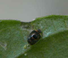 Clitostethus arcuatus