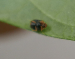 Clitostethus arcuatus