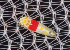 Eratoneura osborni