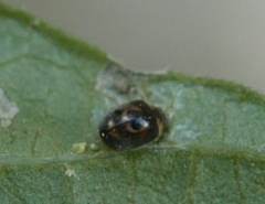 Clitostethus arcuatus