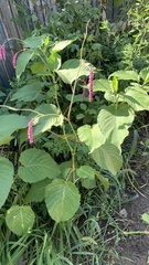 Persicaria orientalis
