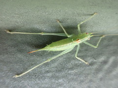 Meconema meridionale