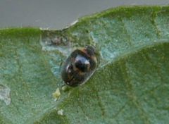 Clitostethus arcuatus