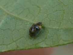 Clitostethus arcuatus