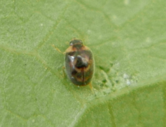 Clitostethus arcuatus