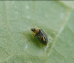 Clitostethus arcuatus