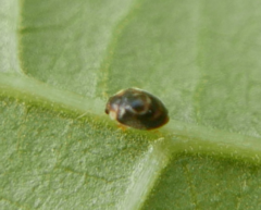 Clitostethus arcuatus