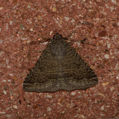 Matigramma pulverilinea