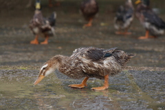 Anas platyrhynchos domesticus