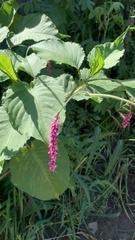 Persicaria orientalis
