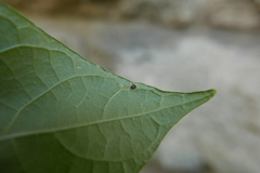 Clitostethus arcuatus