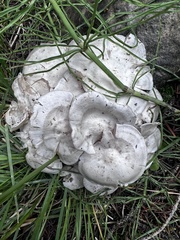 Leucocybe