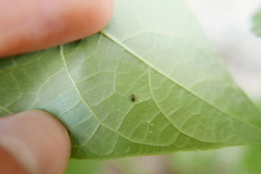 Clitostethus arcuatus