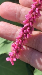 Persicaria orientalis