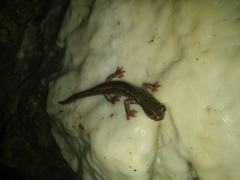 Speleomantes italicus
