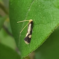 Isocorypha mediostriatella