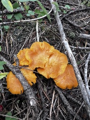 Cantharellus roseocanus