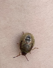 Holcostethus limbolarius