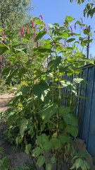Persicaria orientalis